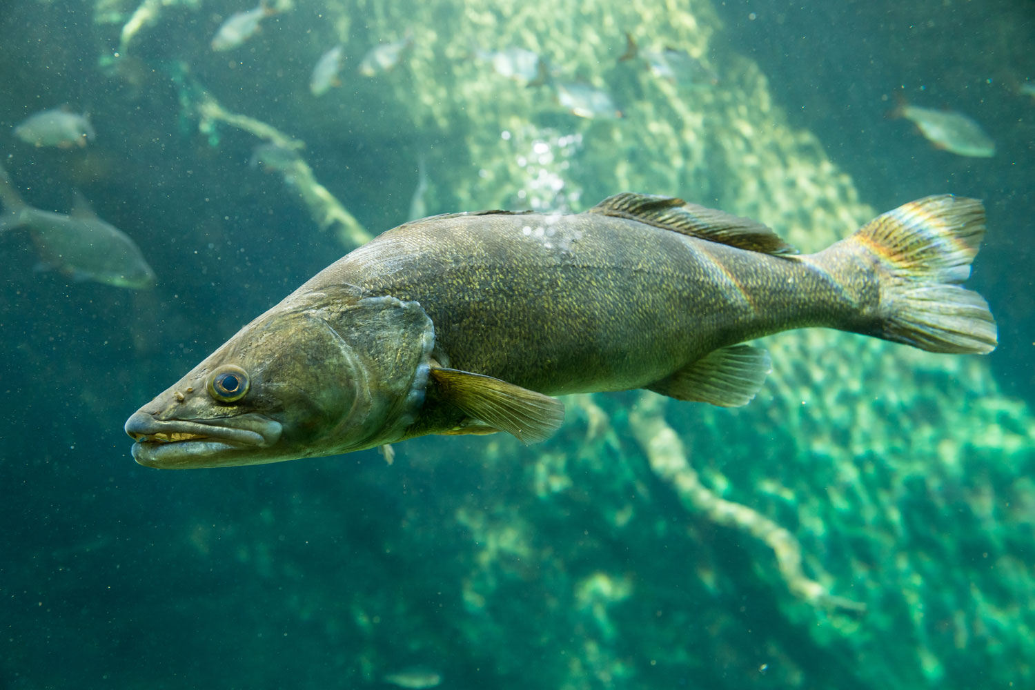 Pike-perch fishing